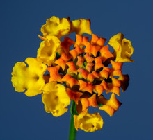 Still Life Fine Art Floral Outdoor Close Up Flower Portrait Image Of A Single Isolated Young Yellow Orange Lantana / Verbenaceae Blossom,bright Sunlight,fine Detail,blue Background, Spring Or Summer