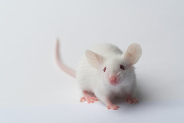 white laboratory mouse close-up on a white background