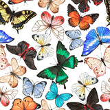 Fototapeta Pokój dzieciecy - Hand drawn watercolor seamless pattern with colorful tropical butterflies on the white background.