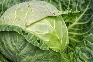 Wall Mural - Soft focus of Big cabbage in the garden