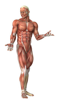 3D Rendering Male Anatomy Figure on White
