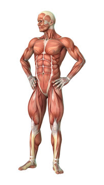 3D Rendering Male Anatomy Figure on White