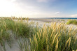 Beach with sand dunes and marram grass in soft evening sunset light.