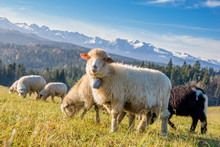 Sheep Grazing On A Mountain Meadow