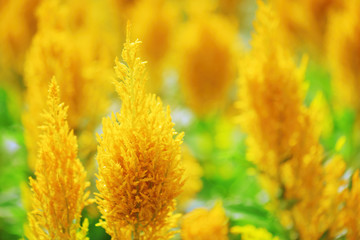 Canvas Print - Beautiful bright yellow flowers on nature background