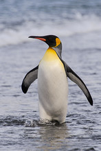 King Penguin Going From Sea
