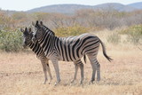 Fototapeta Sawanna - Zebra in Namibia