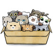 Box full of cats