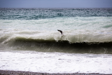 the seagull is flying over the waves