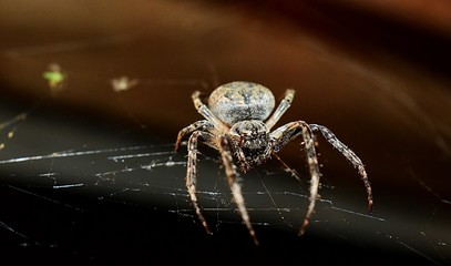 Spider
