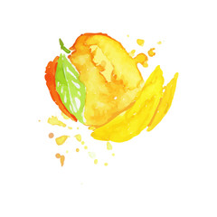 Wall Mural - Juicy ripe mango fruit watercolor hand painting vector Illustration