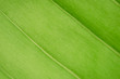 Fresh green leaf texture macro close-up,nature background.