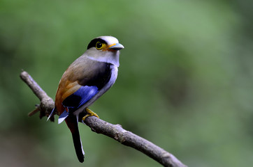 Wall Mural - Silver-breasted broadbill (Serilophus lunatus) white blue and brown bird with velvet necklace perching on branch in nature, exotic aminal