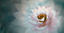 Pink Lotus Flower With A Dreamy Blue Background