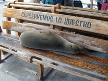 Sea Lion Sleeping On Park Bench Galapagos Islands