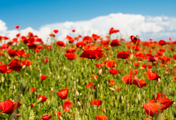 Sticker - field with blooming poppies