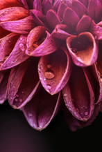 Close Up Of Wet Orange And Pink Dahlia