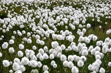 Wall Mural - Cotton Grass