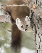 Pine Marten (Martes Americana) Rests On A Snow Covered Branch In Algonquin Park, Canada In Winter