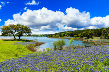 texas bluebonnets