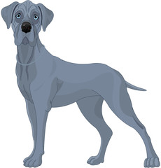 Wall Mural - Great Danes Dog