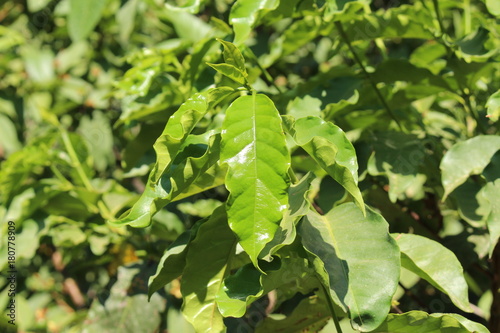 Shiny Green Arabica Coffee Plant Leaf Or Mountain Coffee In Crete Island Greece Its Latin Name Is Coffea Arabica Buy This Stock Photo And Explore Similar Images At Adobe Stock