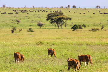 Lions hunting buffalo / Löwen auf der Büffeljagd