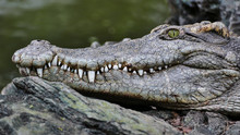 Crocodiles Large Aquatic Reptiles That Live Throughout The Tropics In  Farm ,Thailand