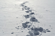 Footprints Of A Man On White Snow, In Winter