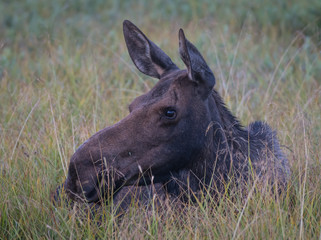 Sticker - Female Moose Rests in Grassy Field