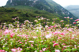 Fototapeta Motyle - Hill of buckwheat flowers