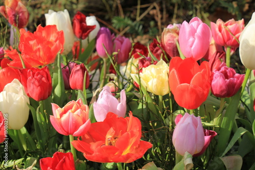 Plakat wielokolorowe tulipany w polu