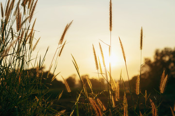 Wall Mural - close up beautiful flower grass with sunset in nature