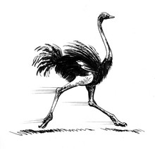 Ink Sketch Of A Running Ostrich