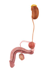 Wall Mural - Male Genitourinary System Illustration