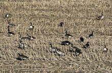 Canadian Geese Feeding In A Harvested Corn Field, New York, USA