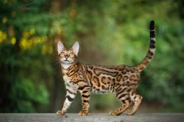 Wall Mural - Gold Bengal Cat Walk on plank outdoor, side view, nature green background