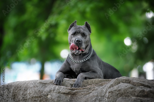 Funny Portrait Of Dog With Tongue Hanging Out Italian Cane