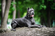 A big dog lies on a log in a city Park on the aging and waiting. Portrait of a Mastiff, obedience and protection
