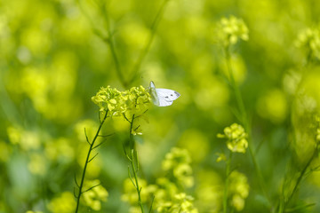 Wall Mural - White butterfly on field in mountain 4