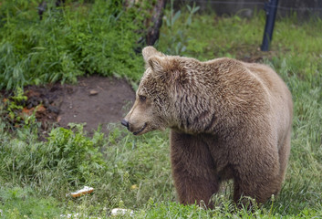 wild bear in forest portrait 3