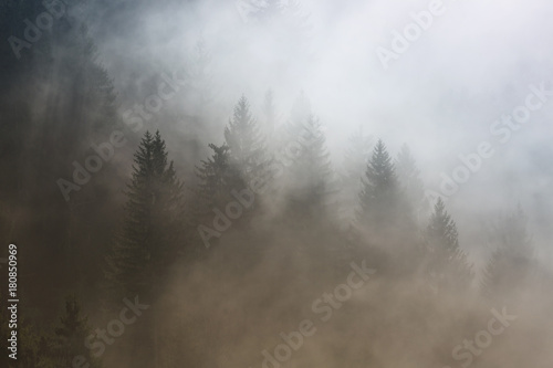 Beautiful morning foggy conifer forest landscape. Picture was taken in Slovenia, EU.