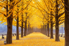 Autumn Beauty Of The Nami Island In The Fall.The Leaves Are Changing Colors.