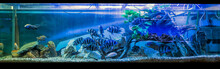Large Rectangular Aquarium With Tropical Fish