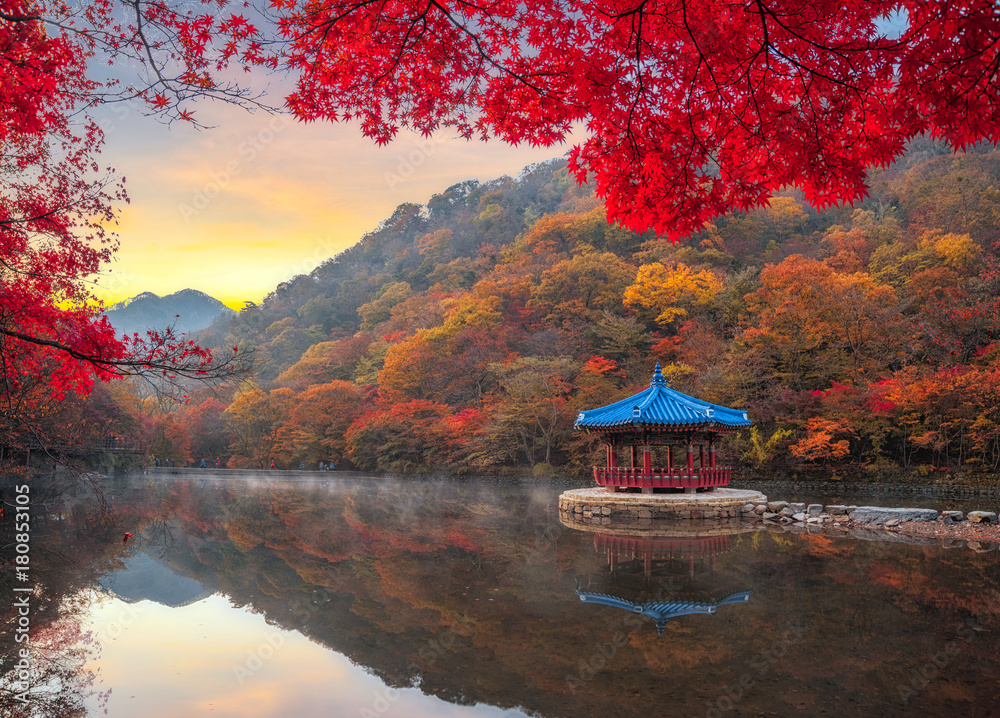 Autumn Maple  in Naejangsan national park, South korea - obrazy, fototapety, plakaty 
