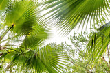 Fototapeta Krajobraz - Palm leaf close up