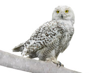 Owl (Nyctea Scandiaca)