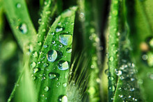 Green Grass Wtih Water Drops