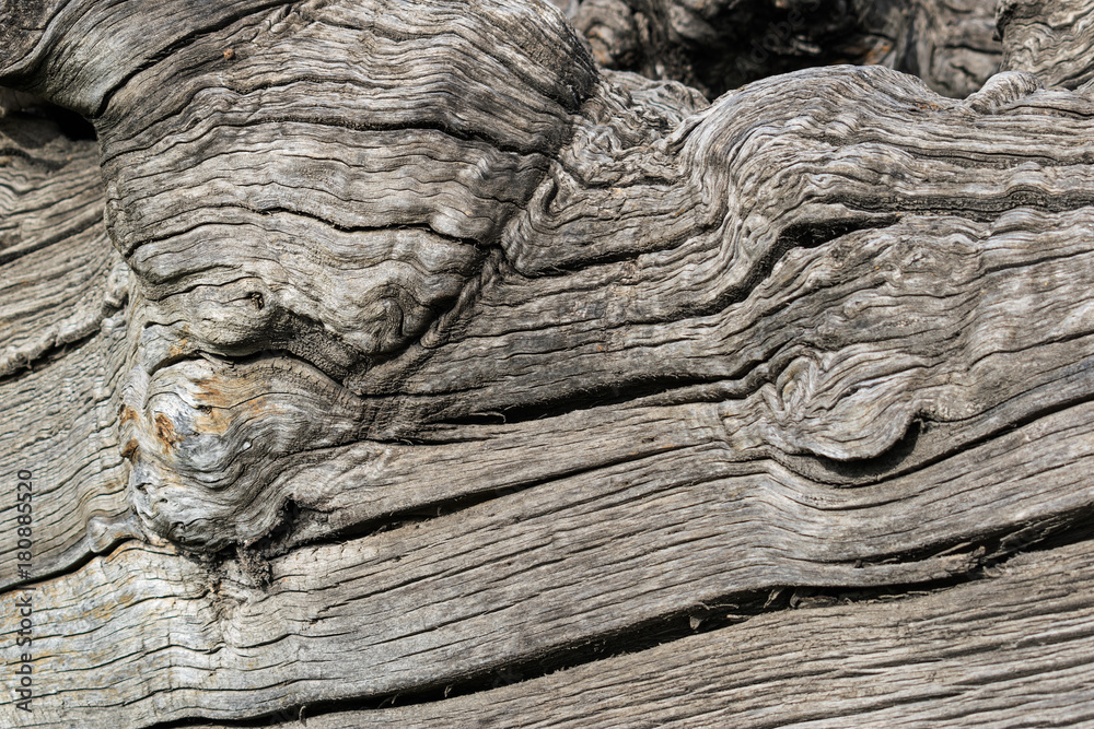 Tree trunk, texture. Stock Photo | Adobe Stock