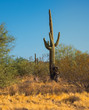  cactus gigante en campo de cactus, del desierto de  Arizona, Estados Unidos